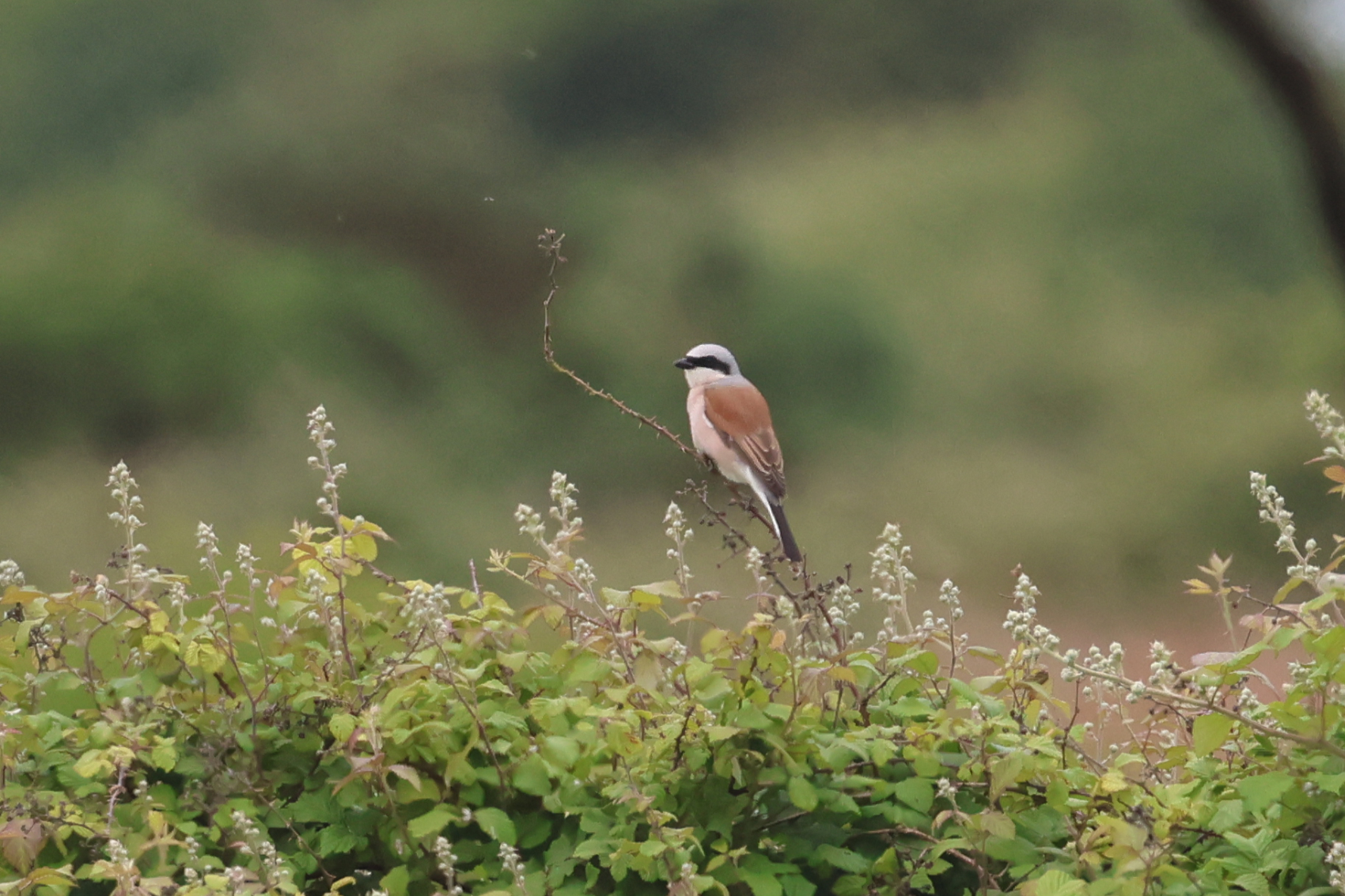 Red-backed Shrike