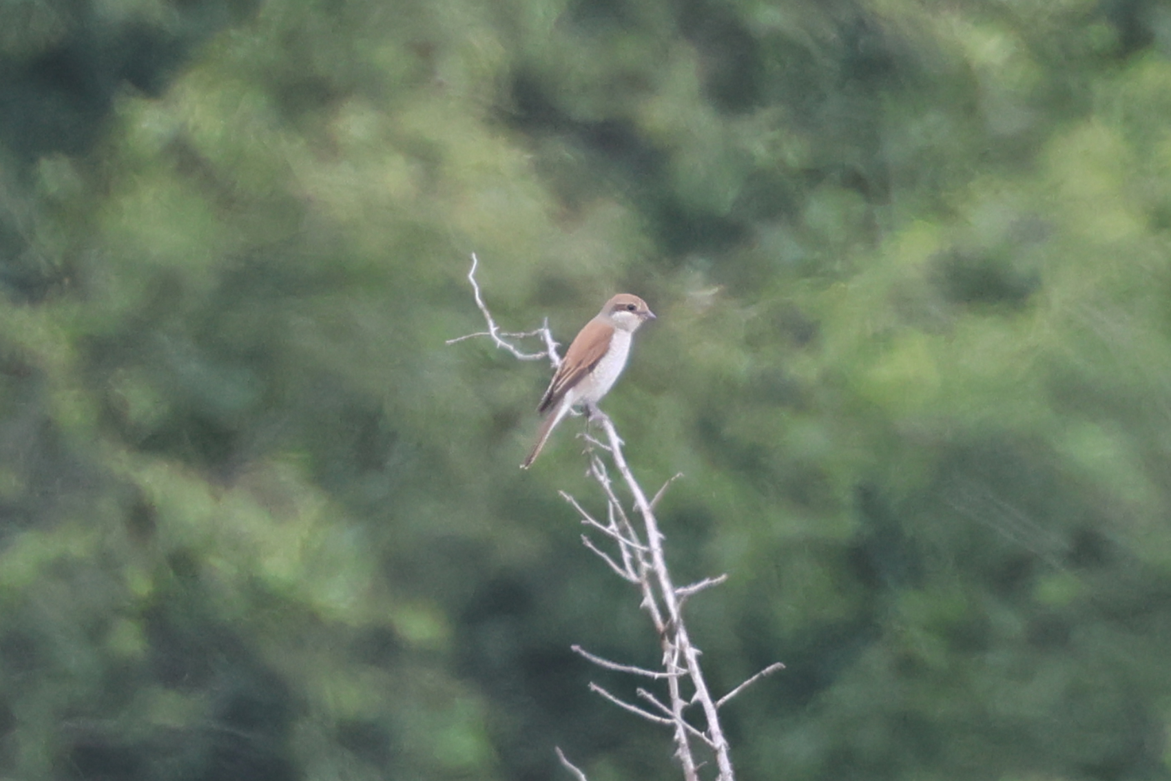 Red-backed Shrike