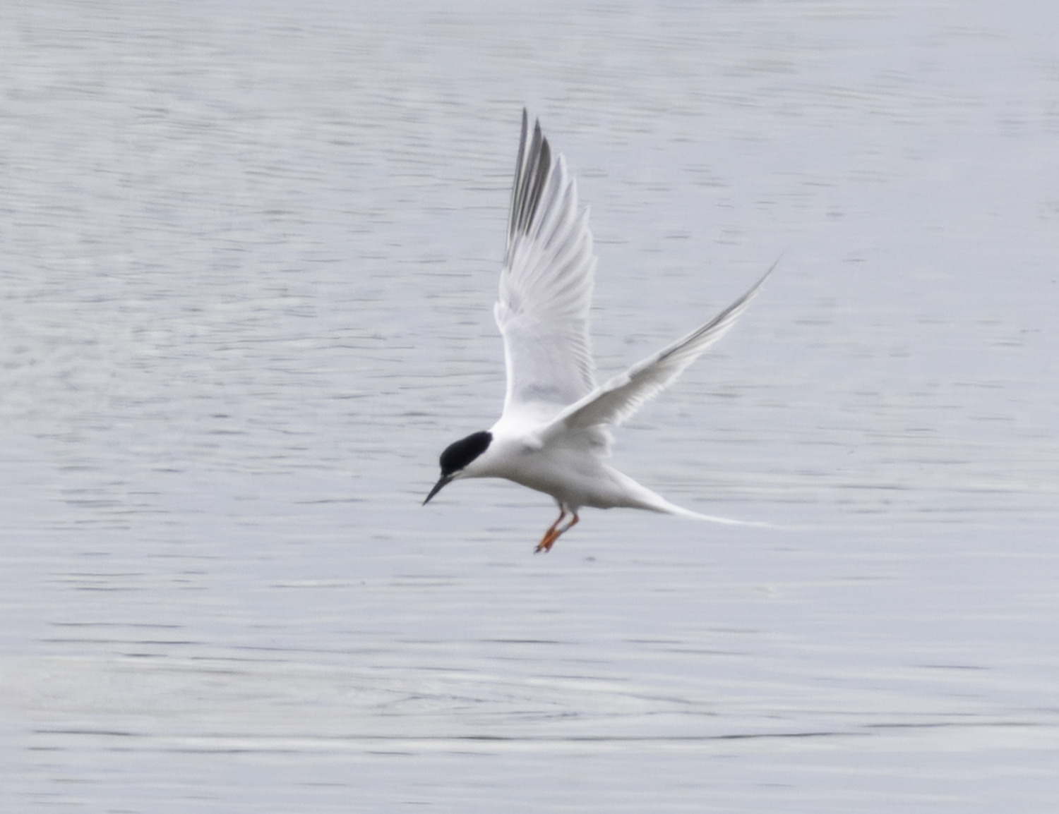 Roseate Tern