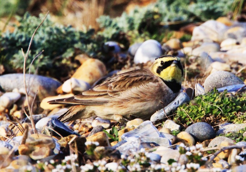 Shorelark