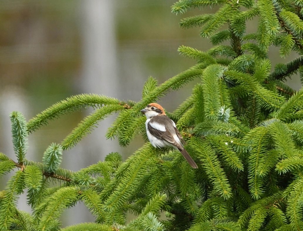 Woodchat Shrike