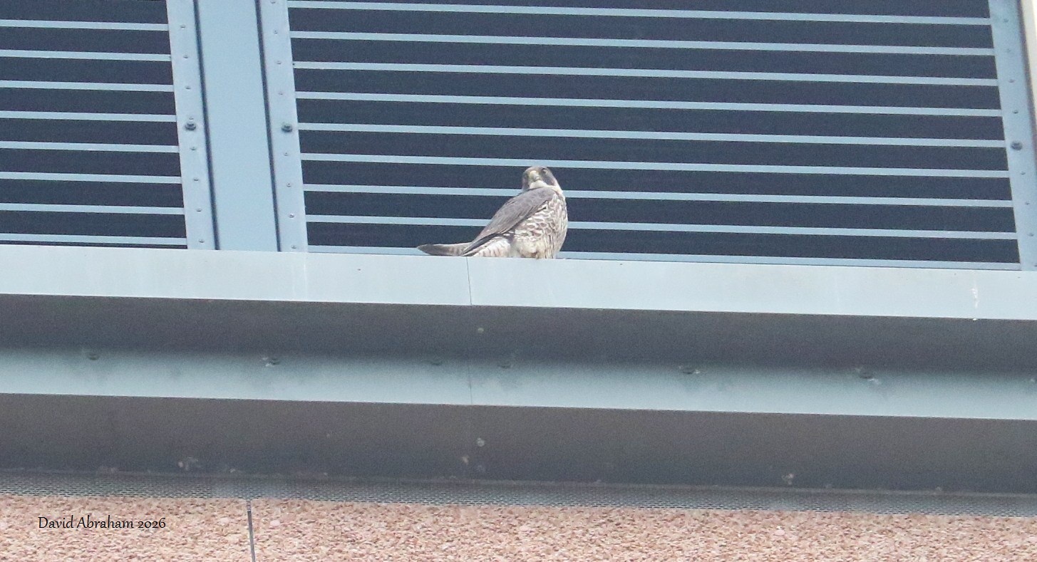 Peregrine 