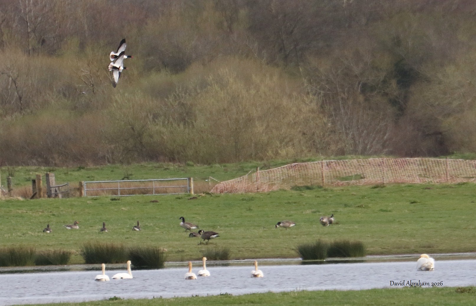 Shelduck 