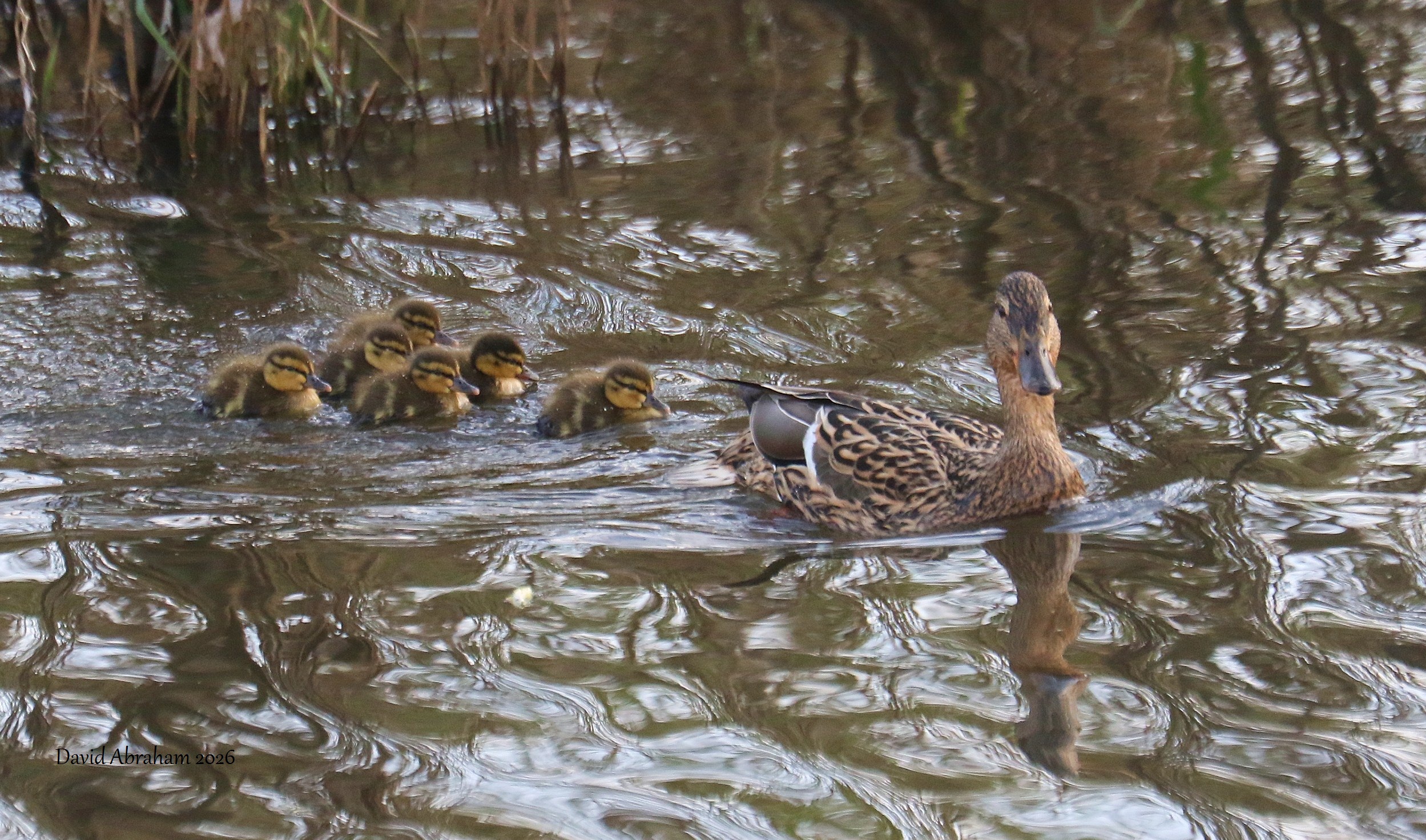 Mallard 