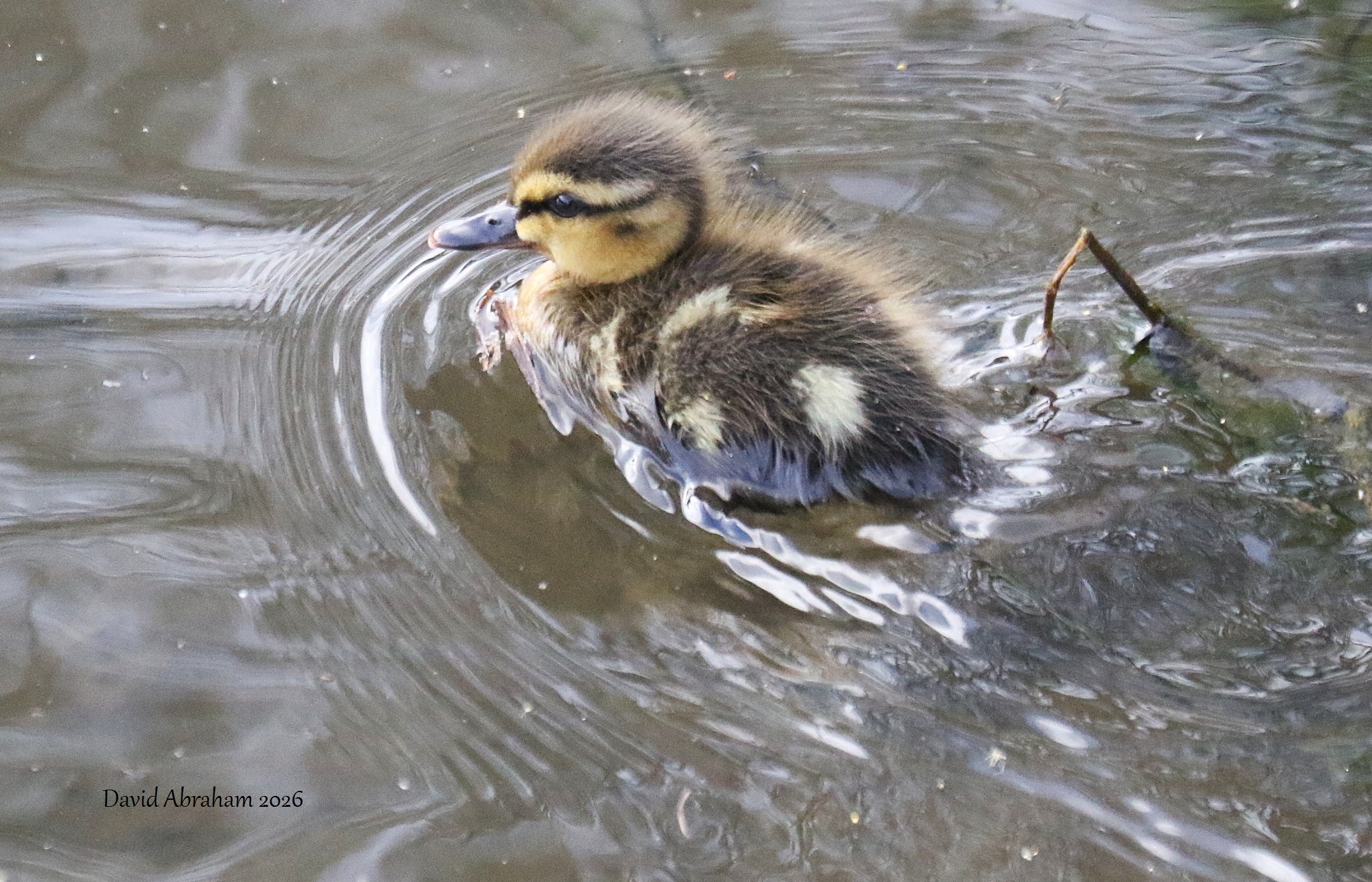 Mallard 