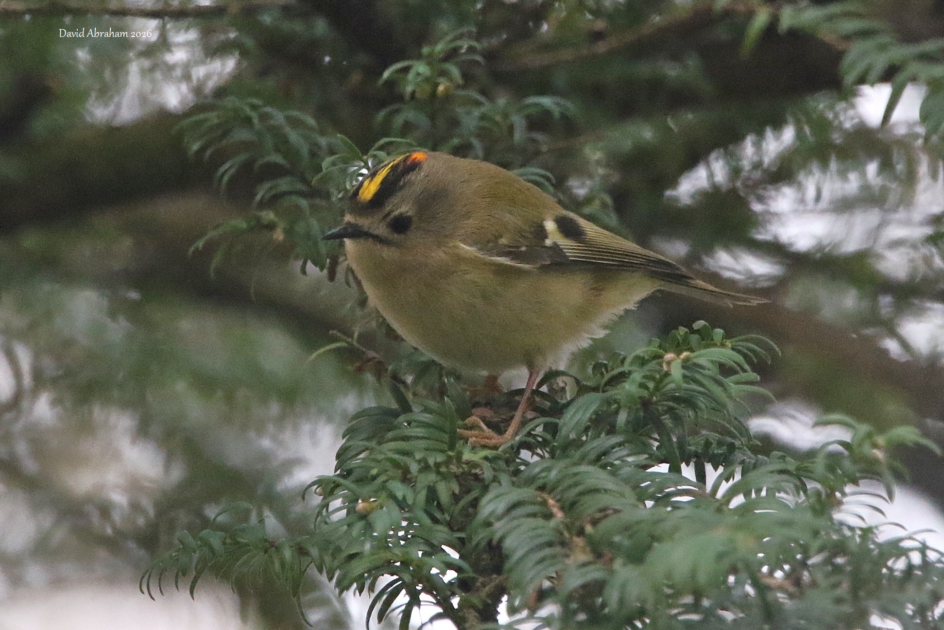 Goldcrest 