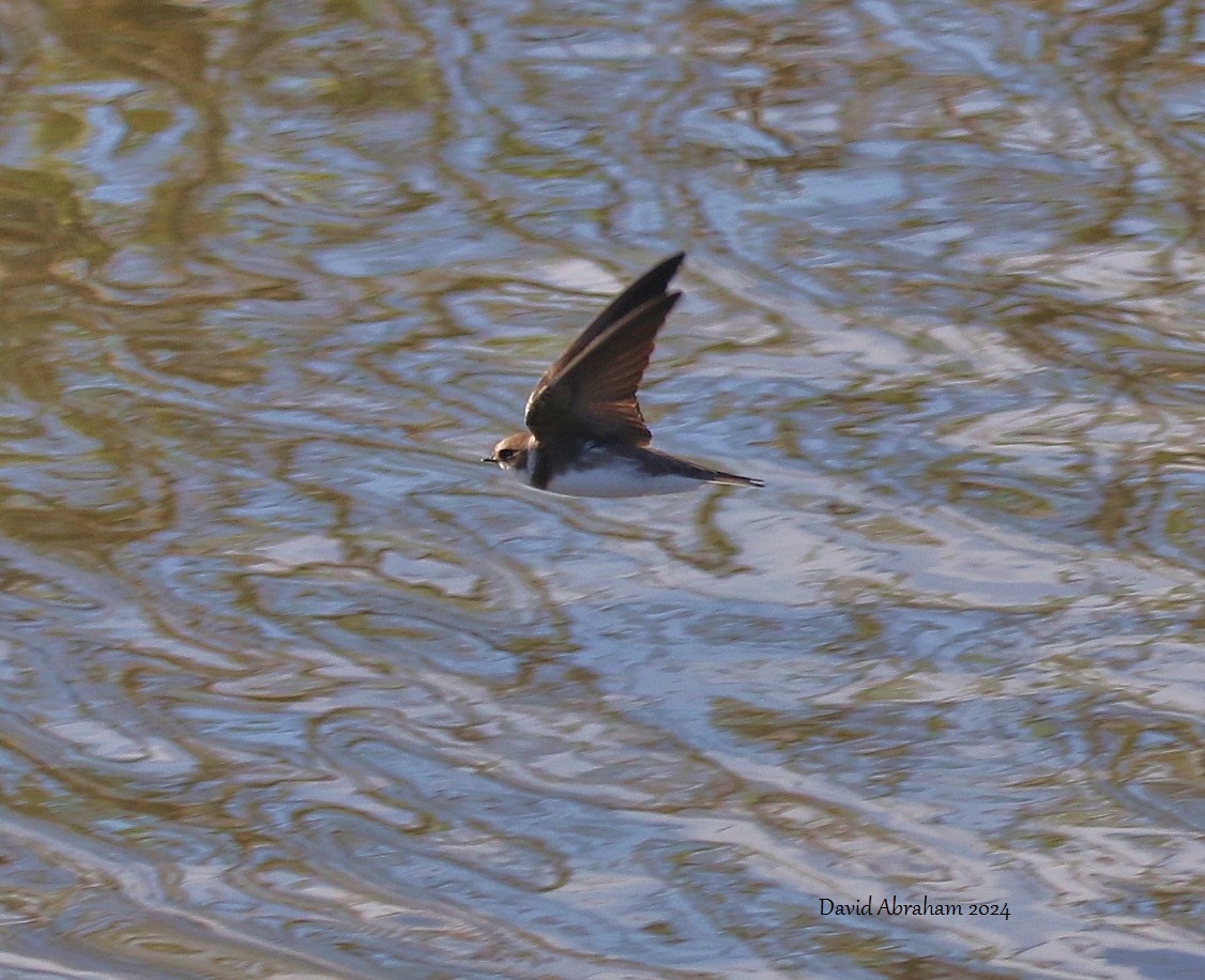 Sand Martin 