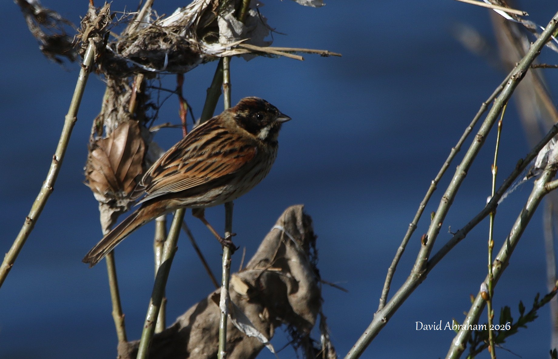 Reed Bunting 