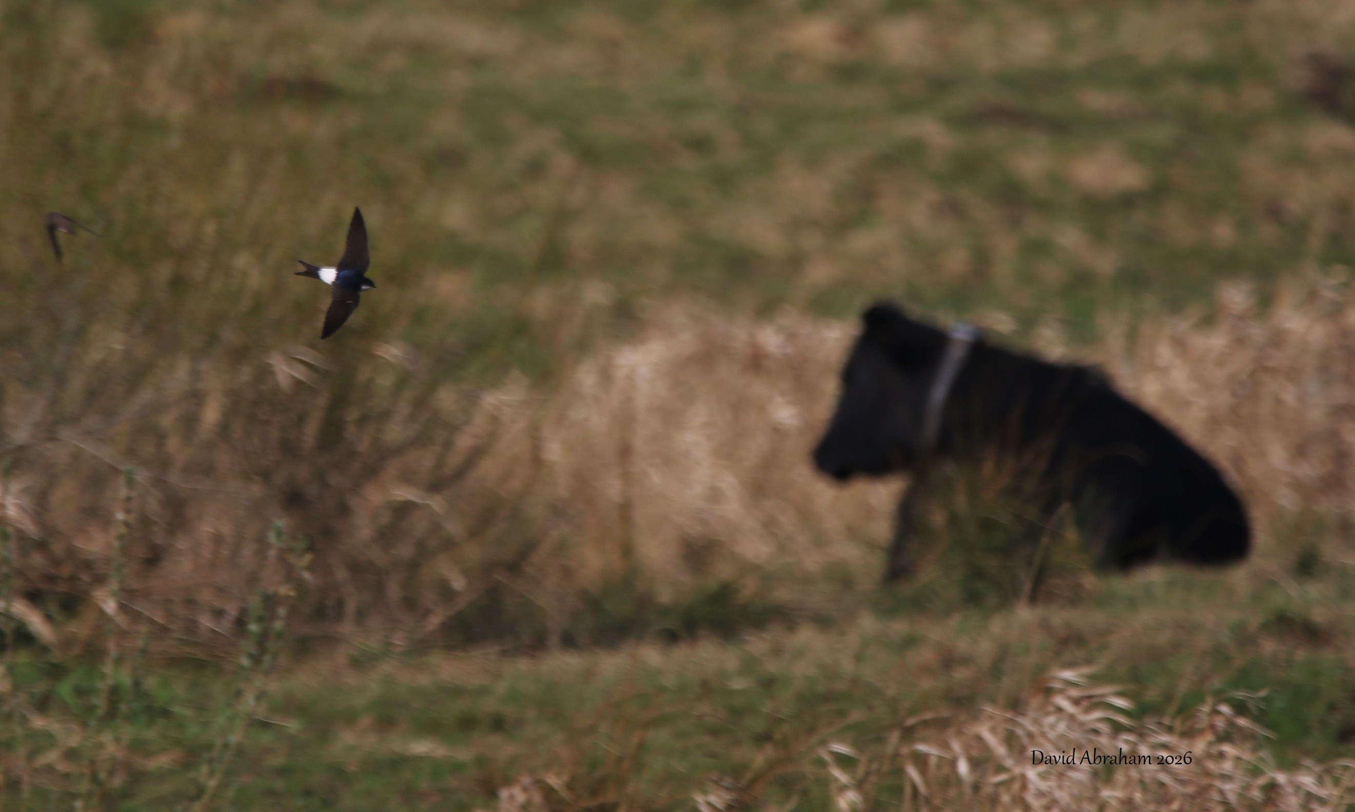 House Martin 