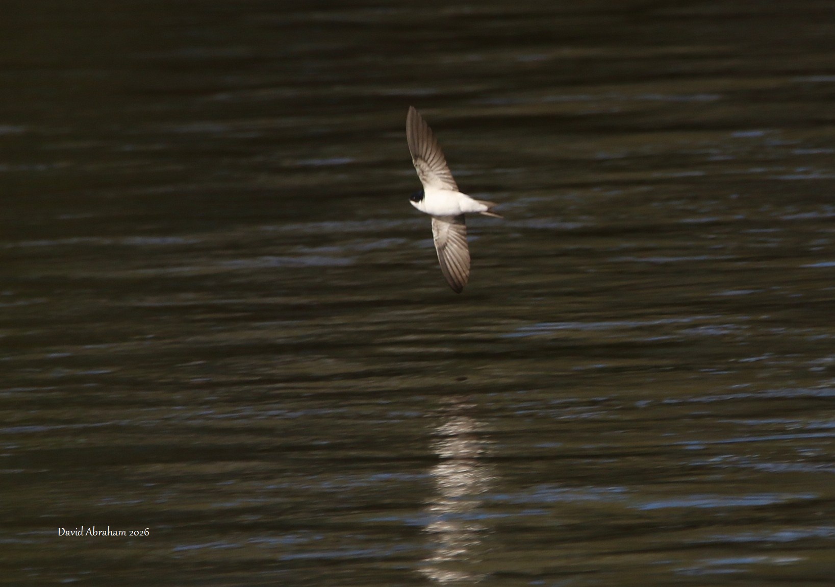 House Martin