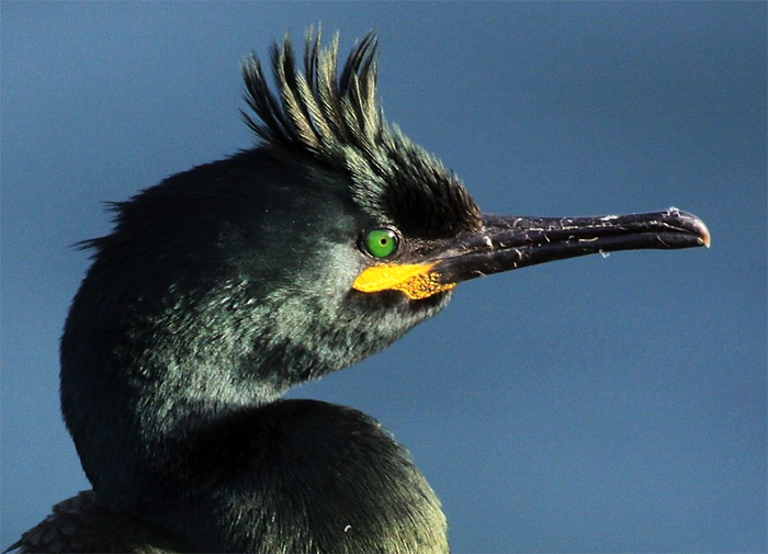 Shag