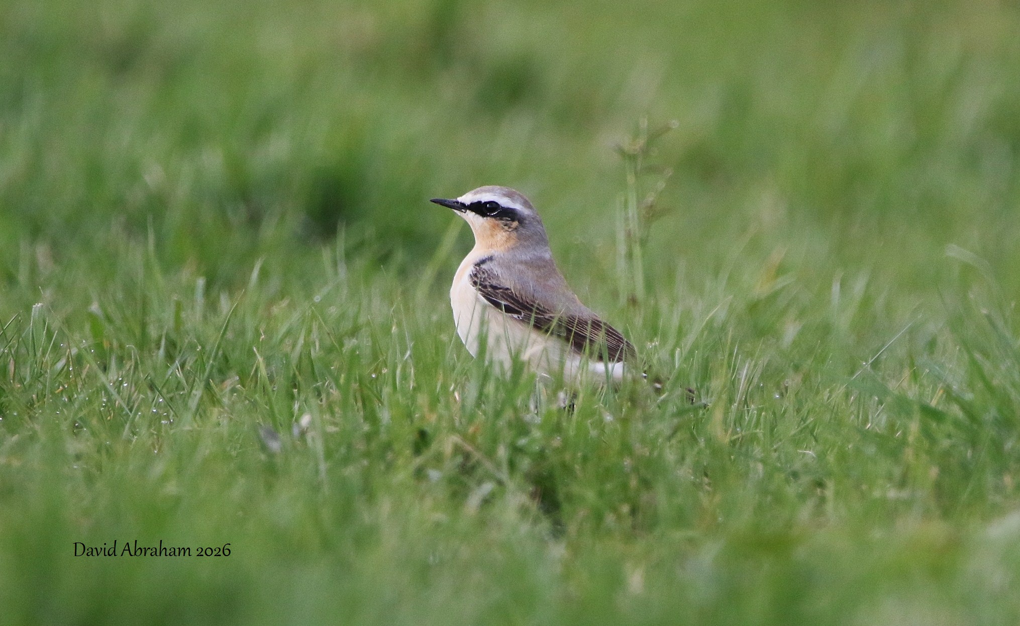 Wheatear 