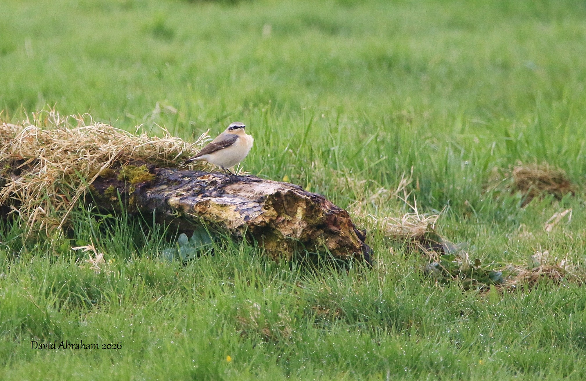 Wheatear 