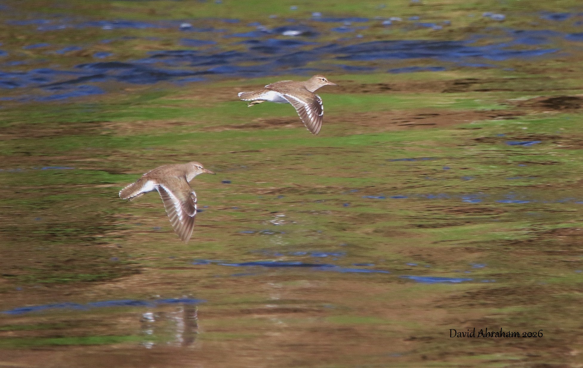 Common Sandpiper 