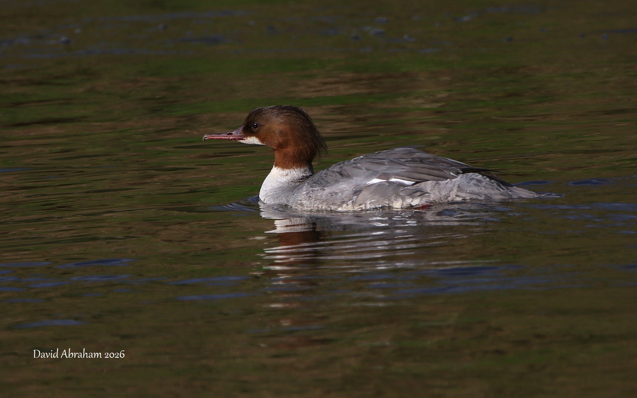 Gooseander 