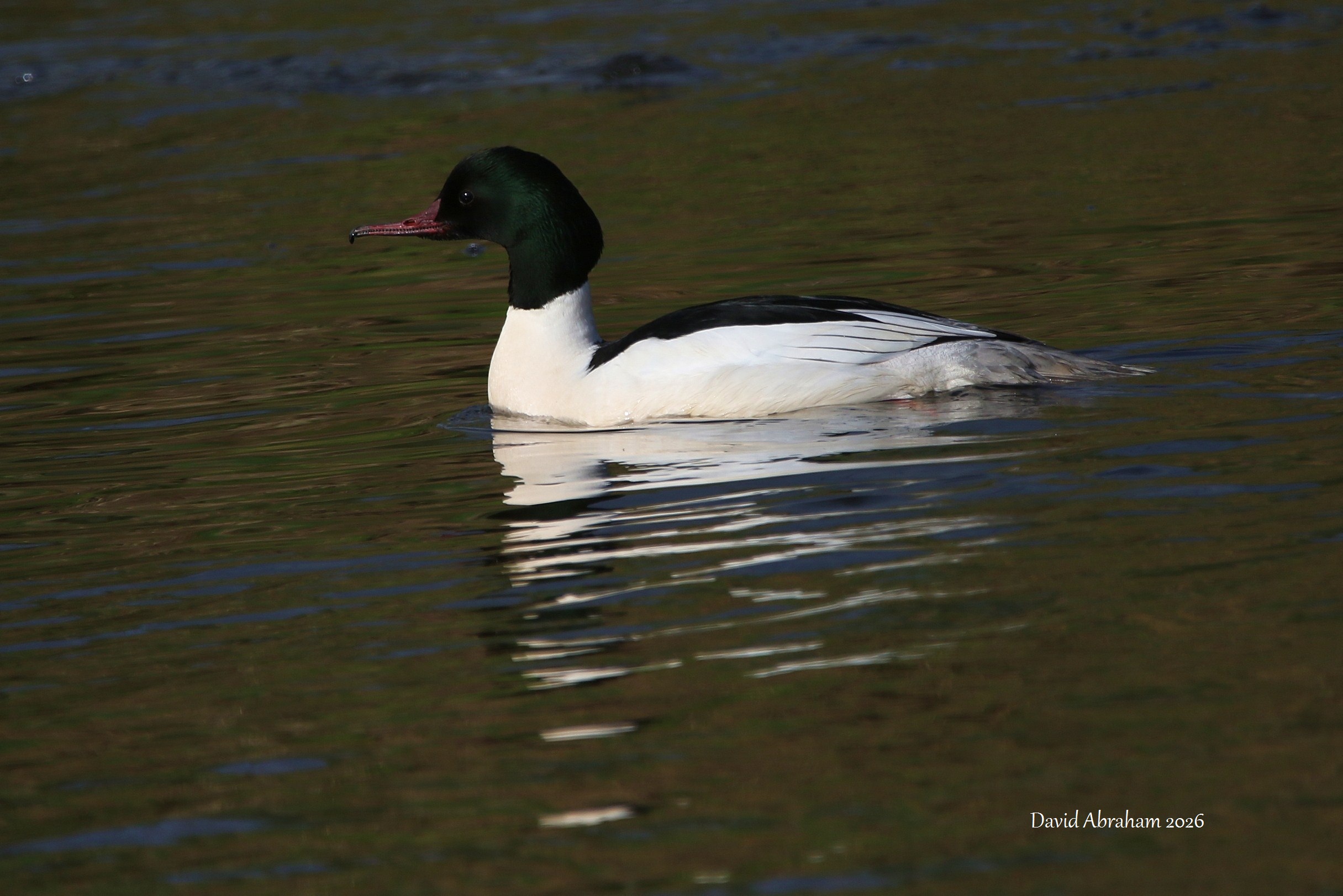 Gooseander 