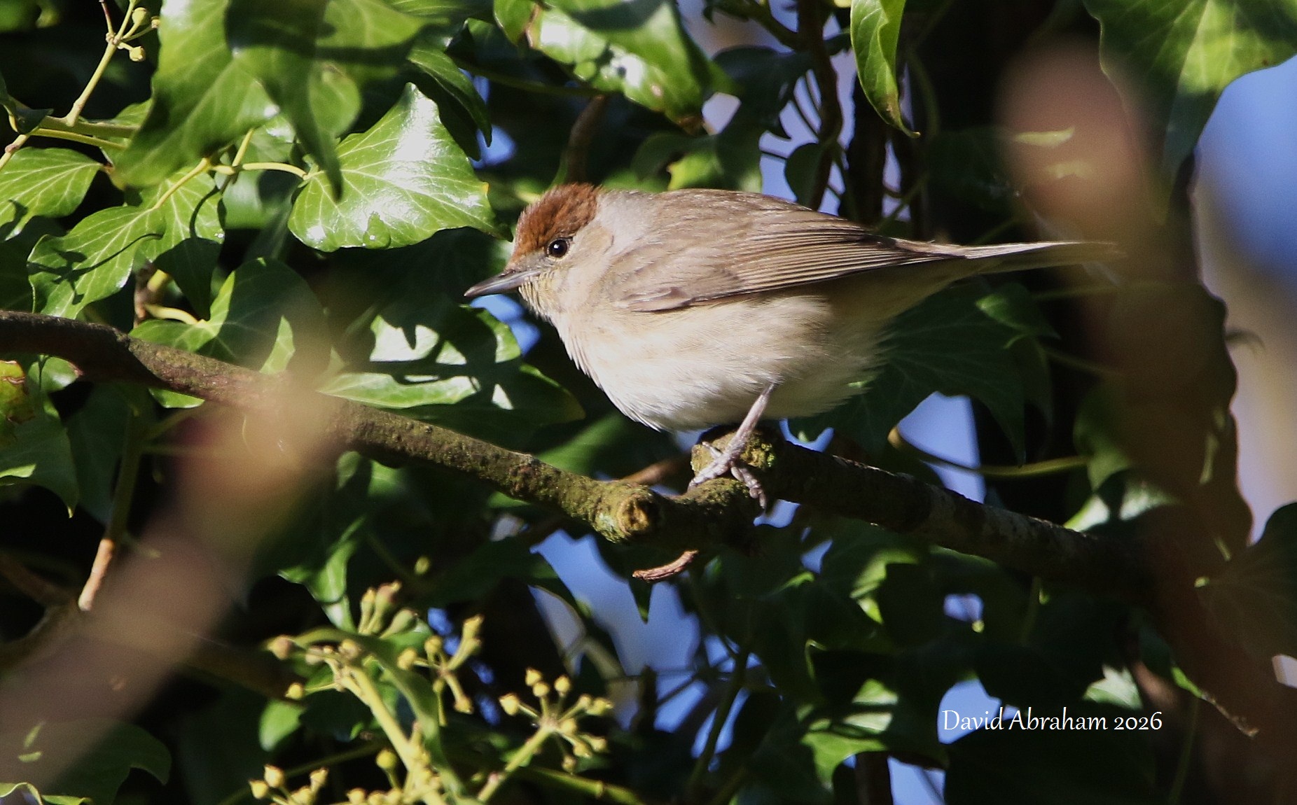 Blackcap 