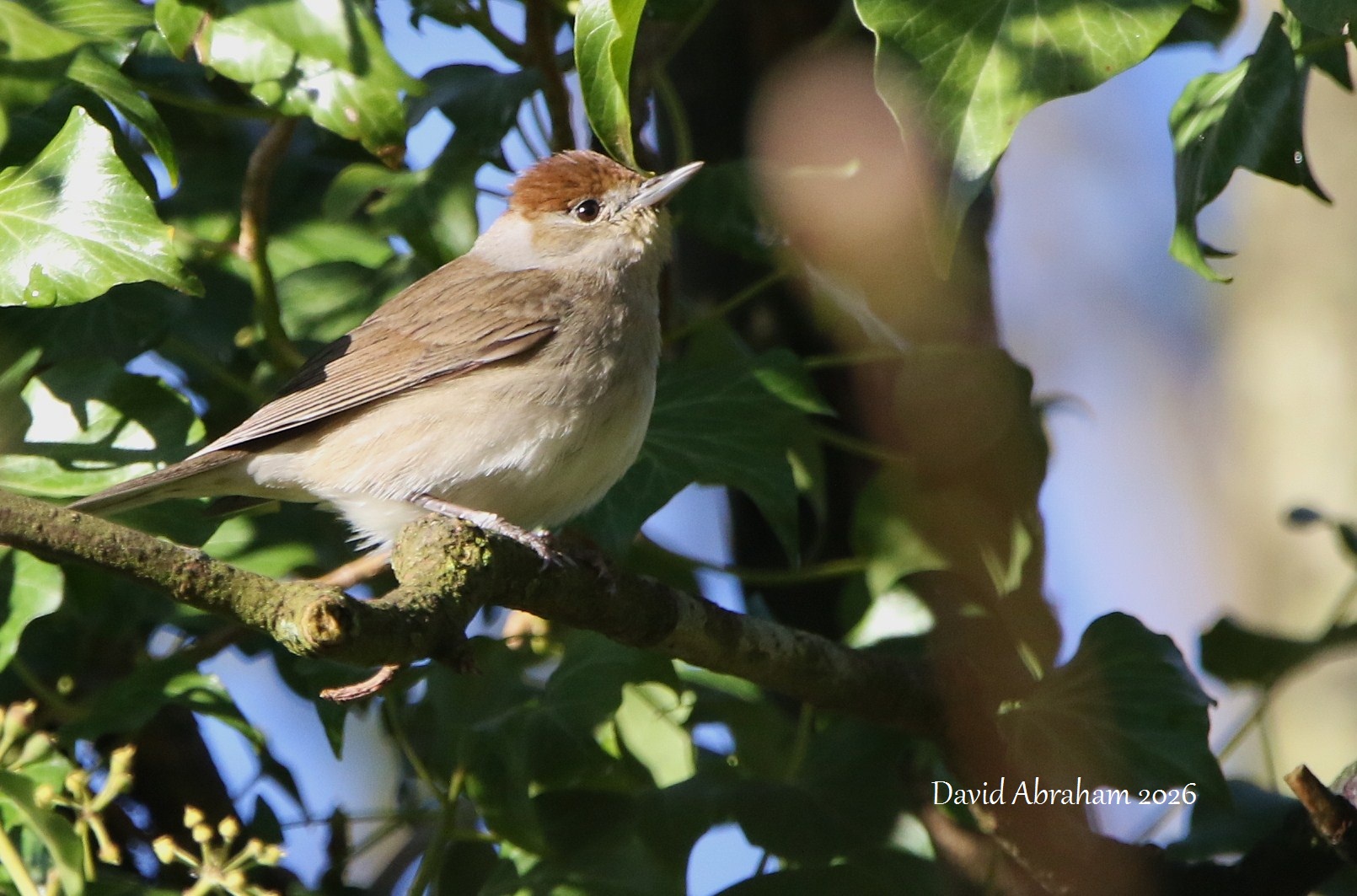Blackcap 