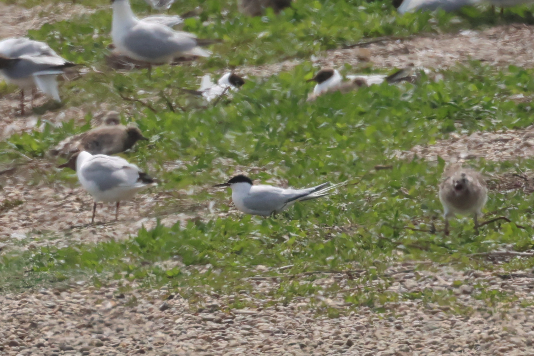 Roseate Tern