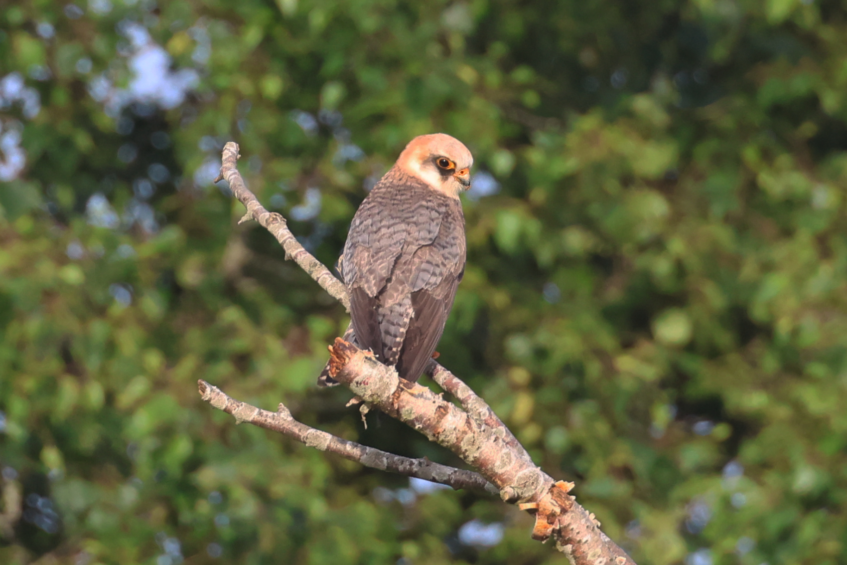 Red-footed Falcon