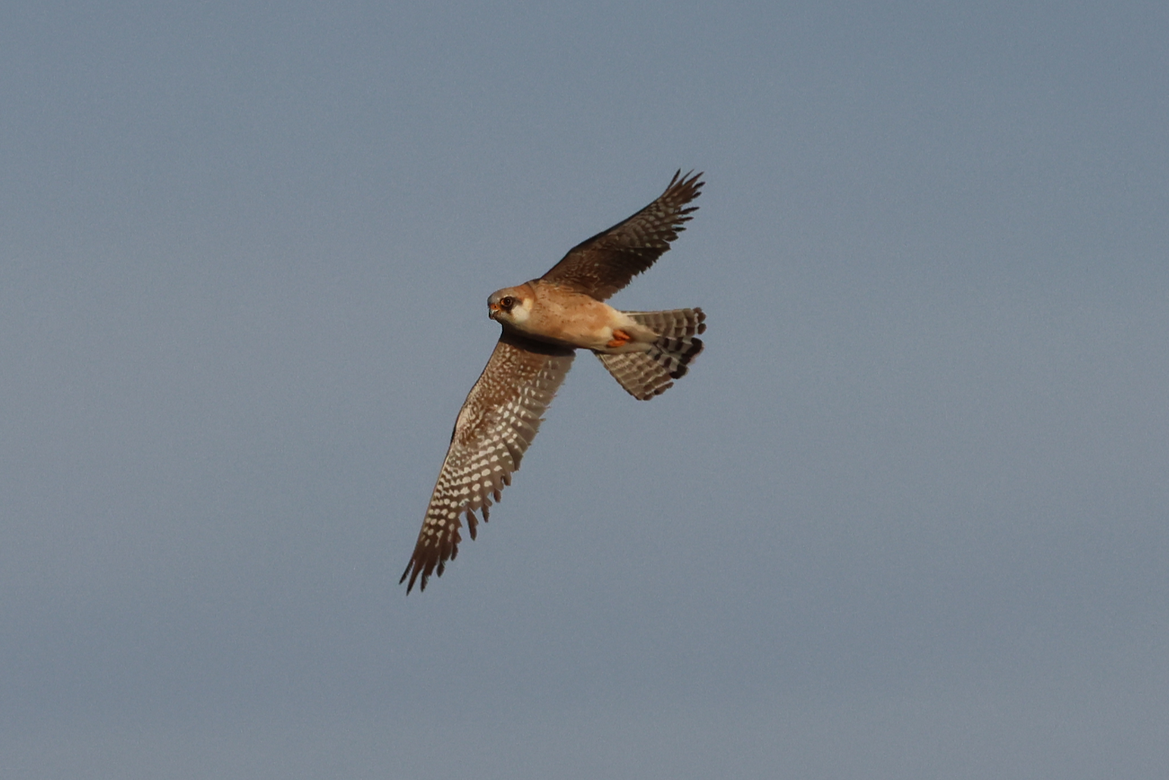 Red-footed Falcon
