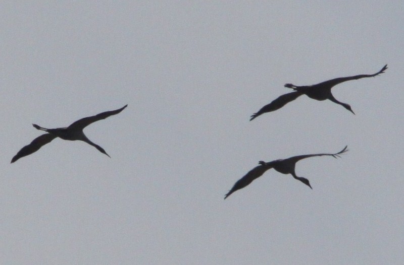 Common Crane