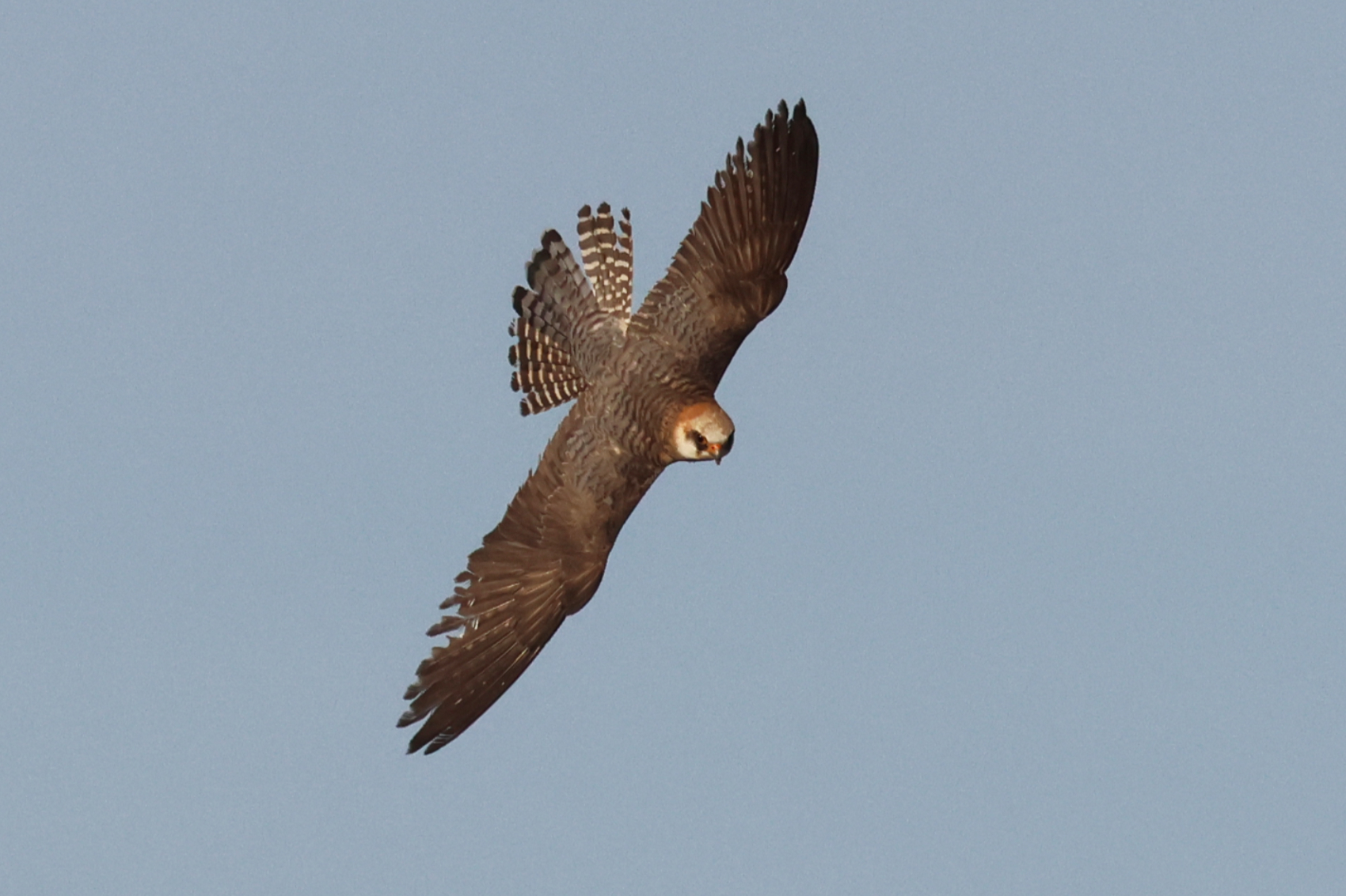 Red-footed Falcon