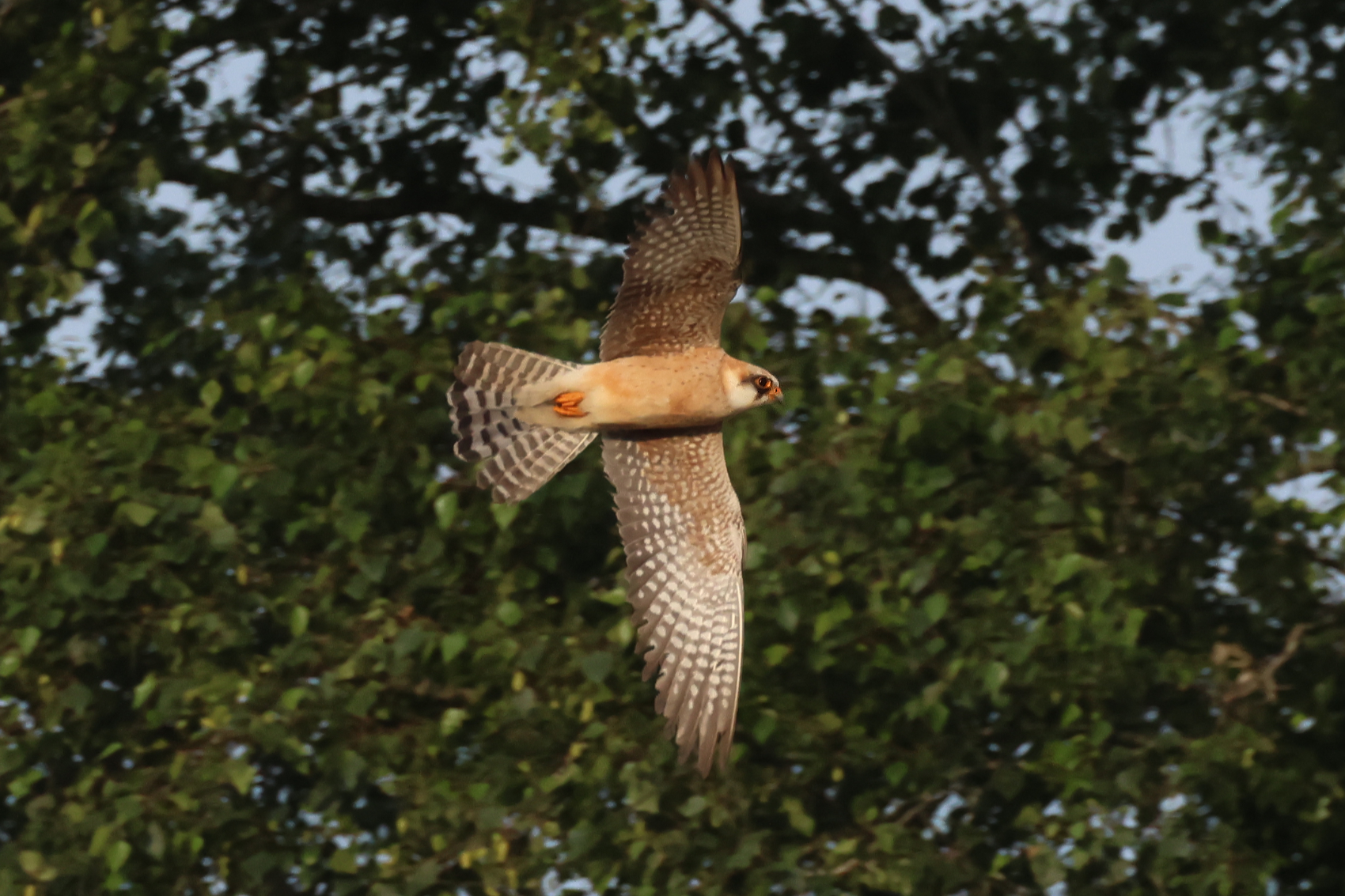 Red-footed Falcon