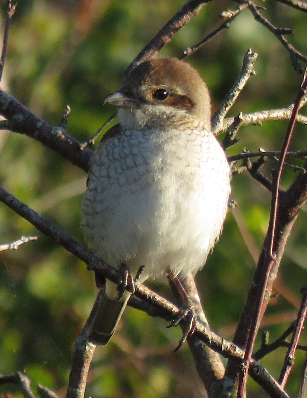 Red-backed Shrike