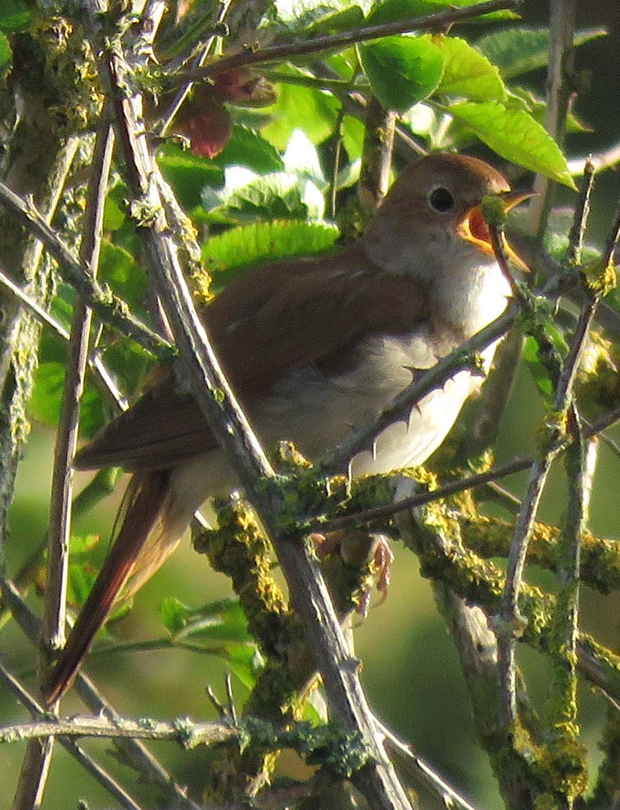 Nightingale