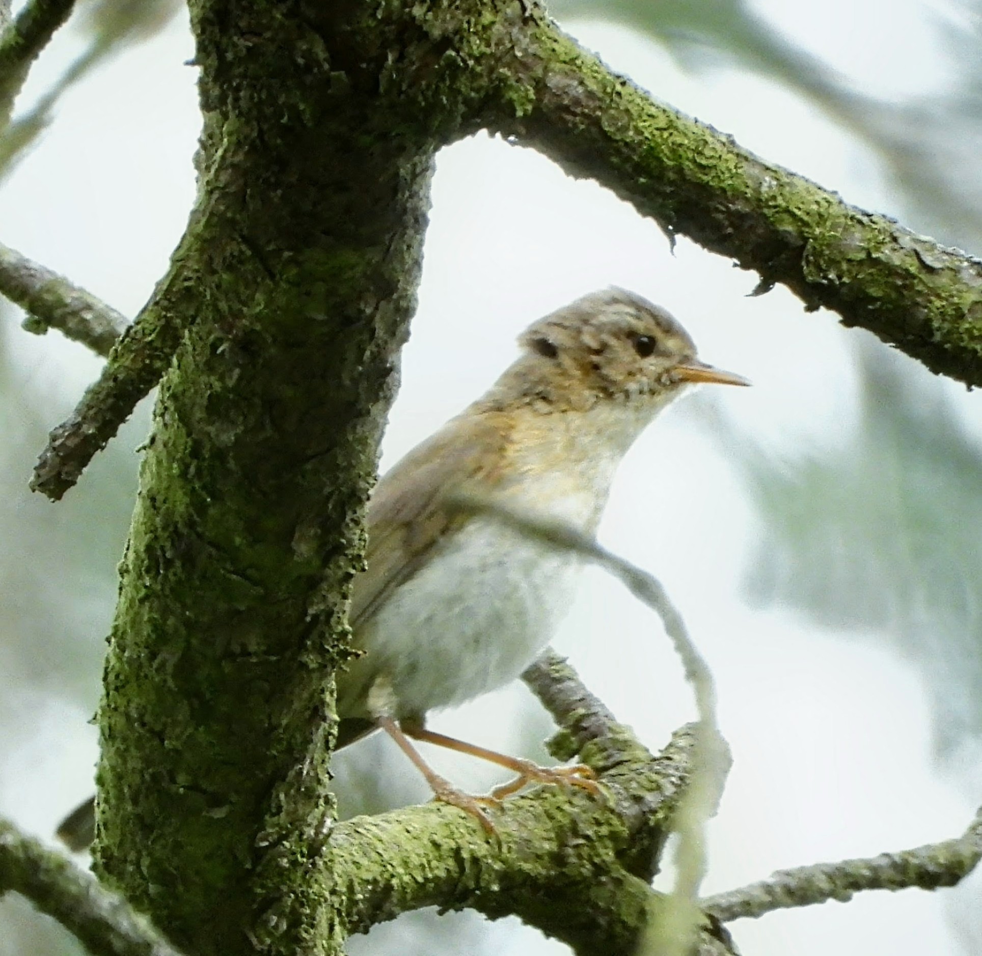 Iberian Chiffchaff