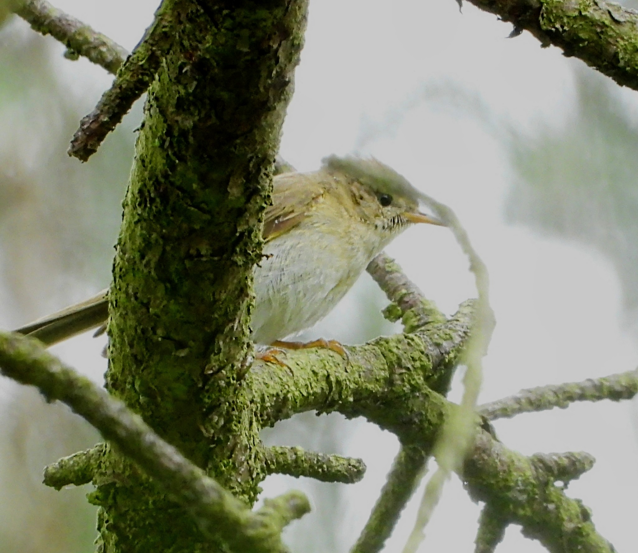 Iberian Chiffchaff