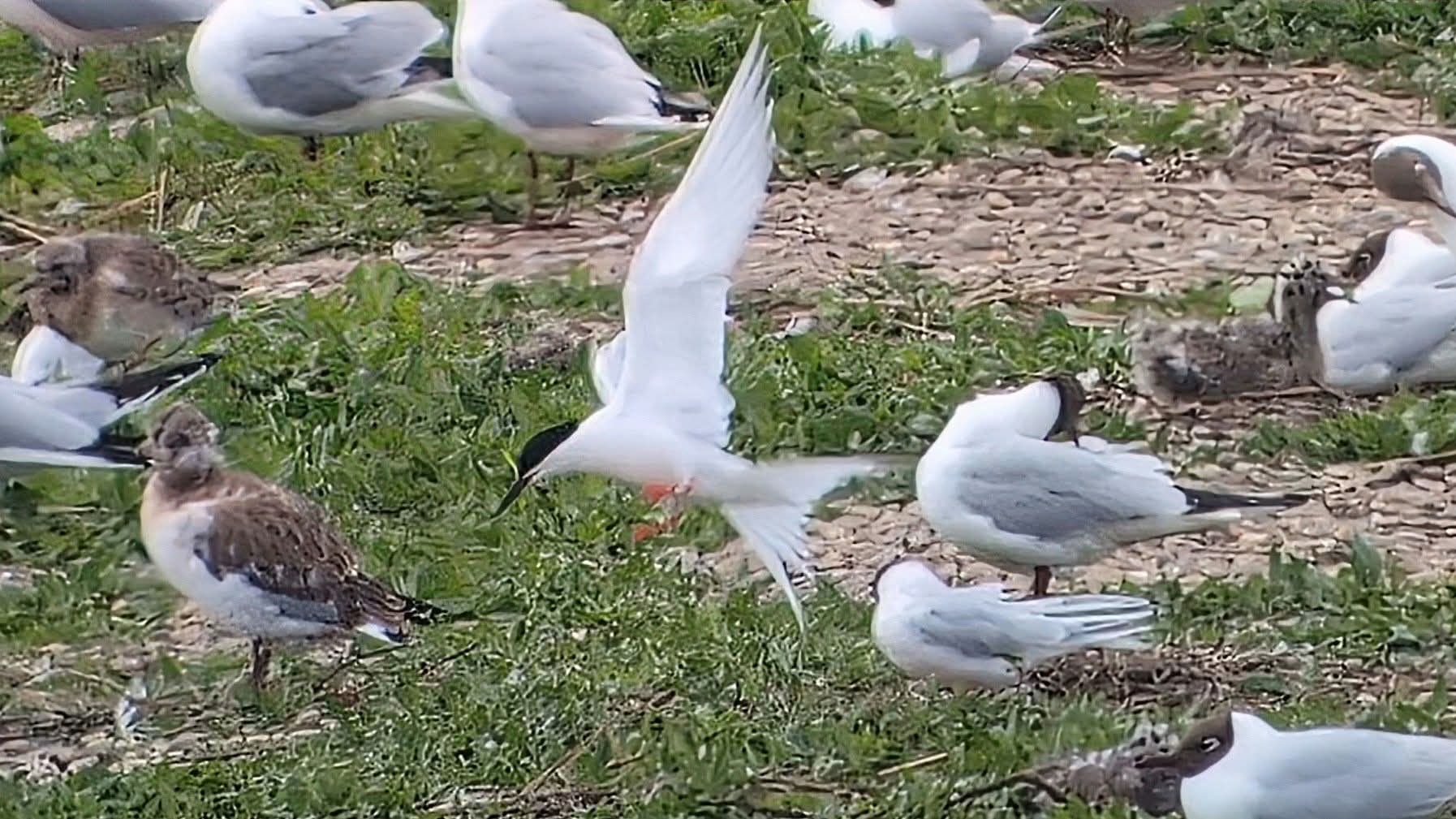 Roseate Tern