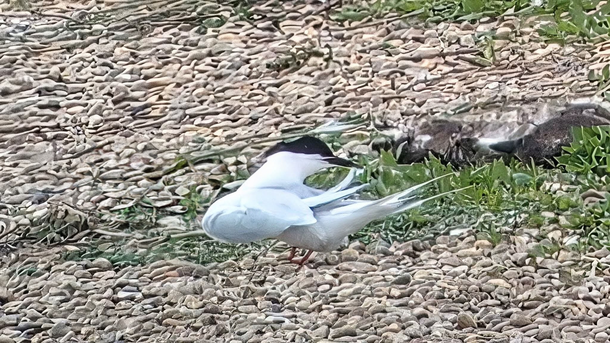 Roseate Tern