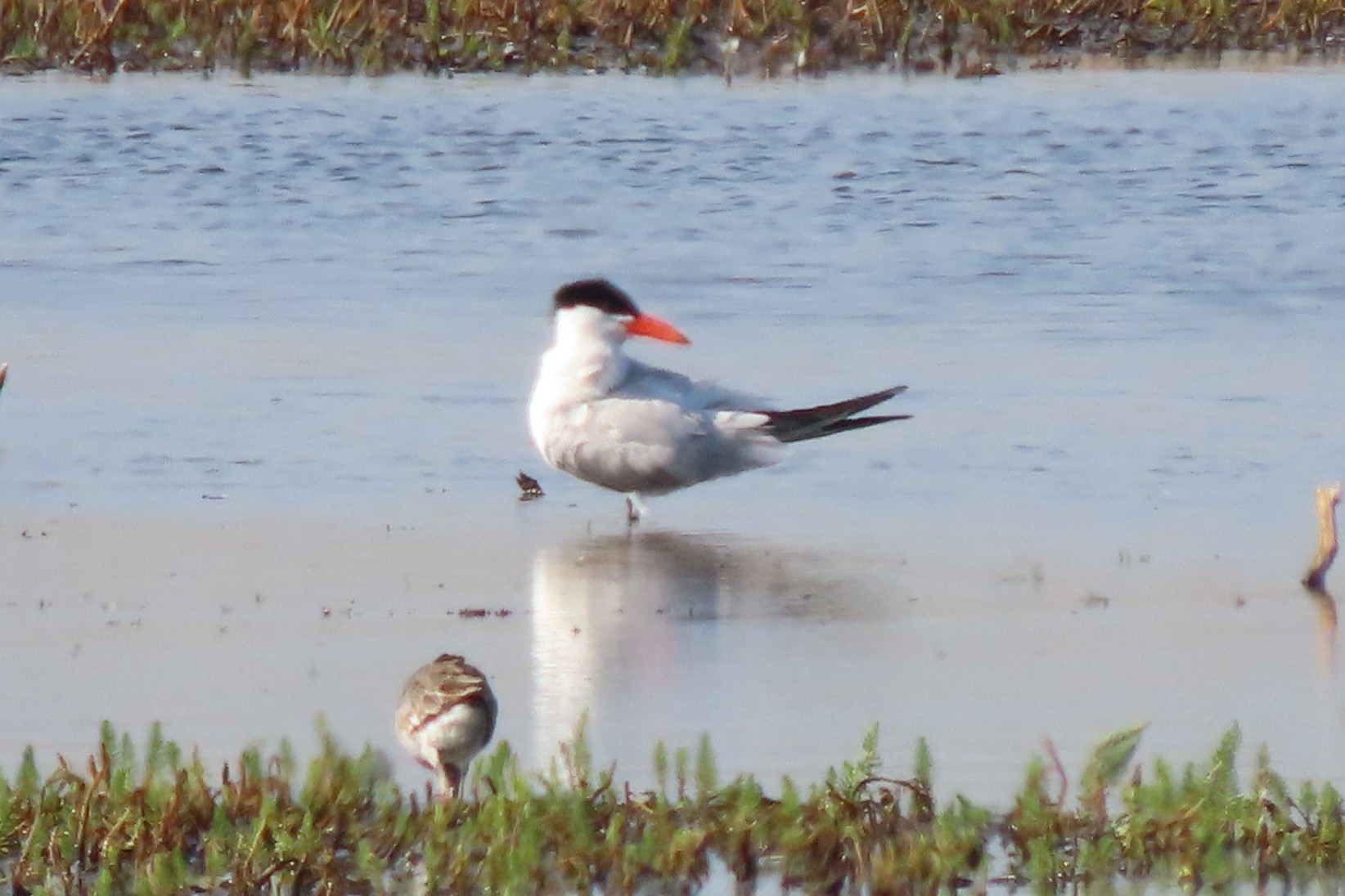 Caspian Tern