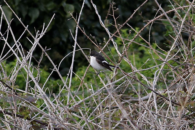 Pied Flycatcher