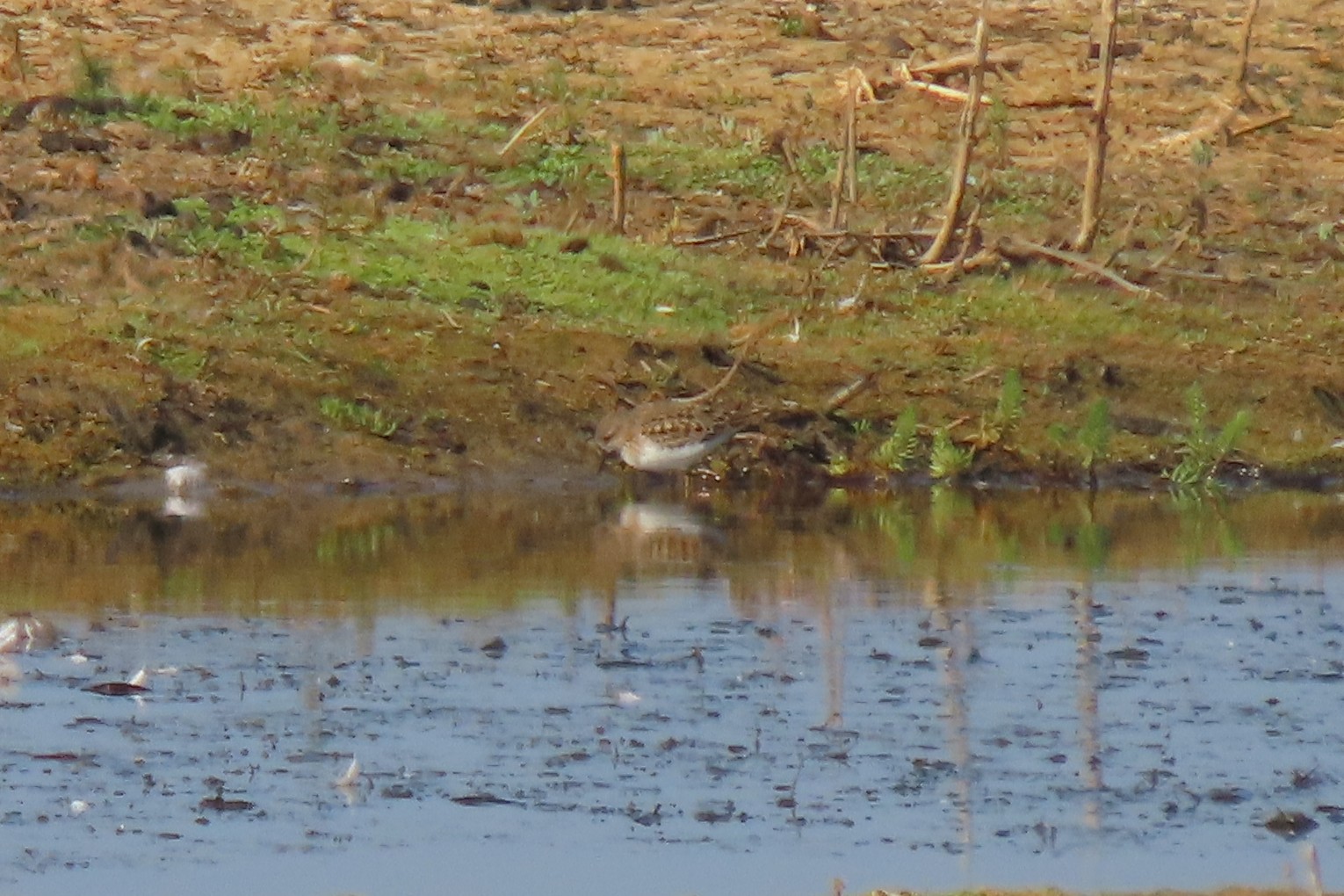 Temminck's Stint