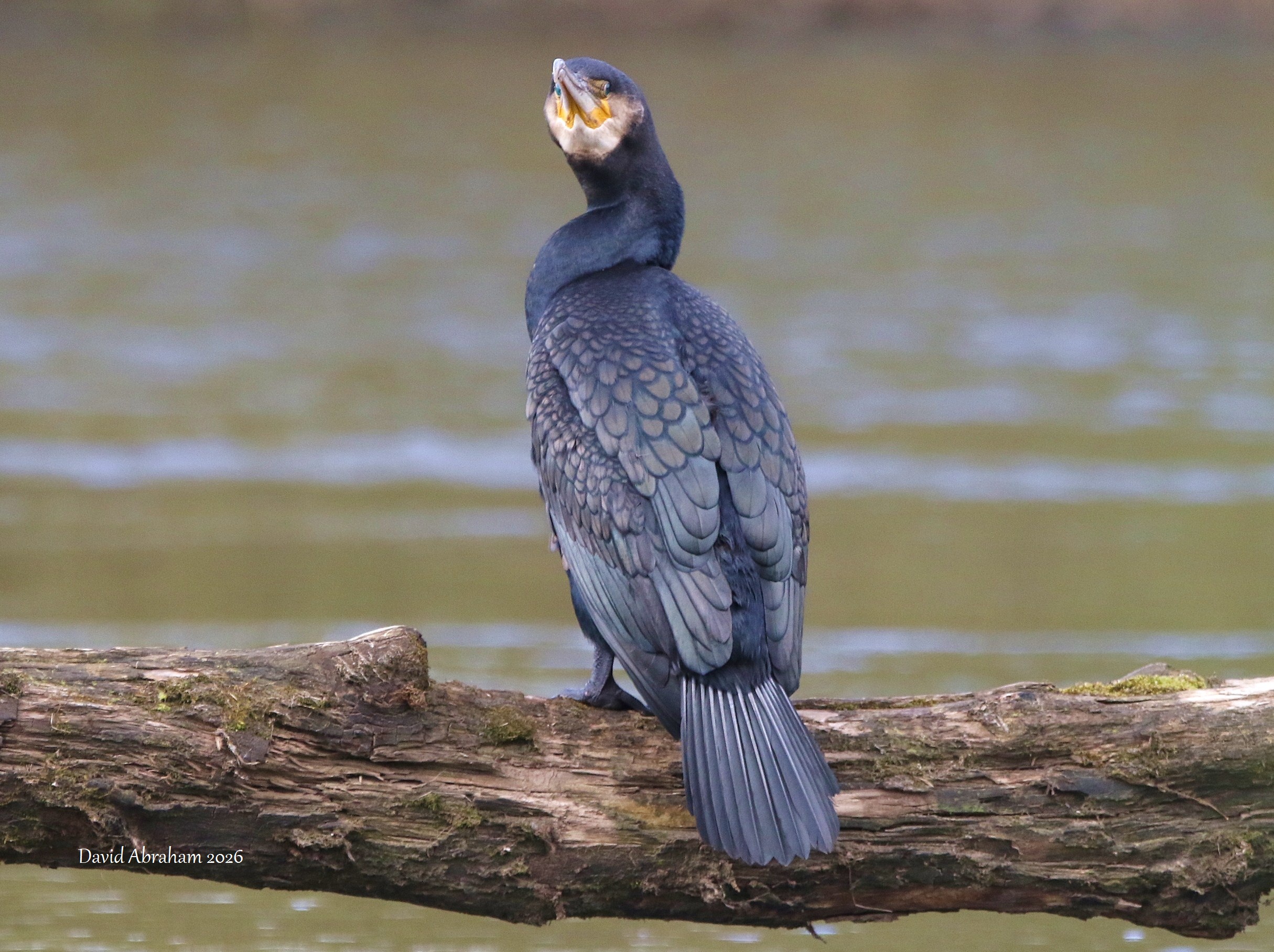Cormorant 
