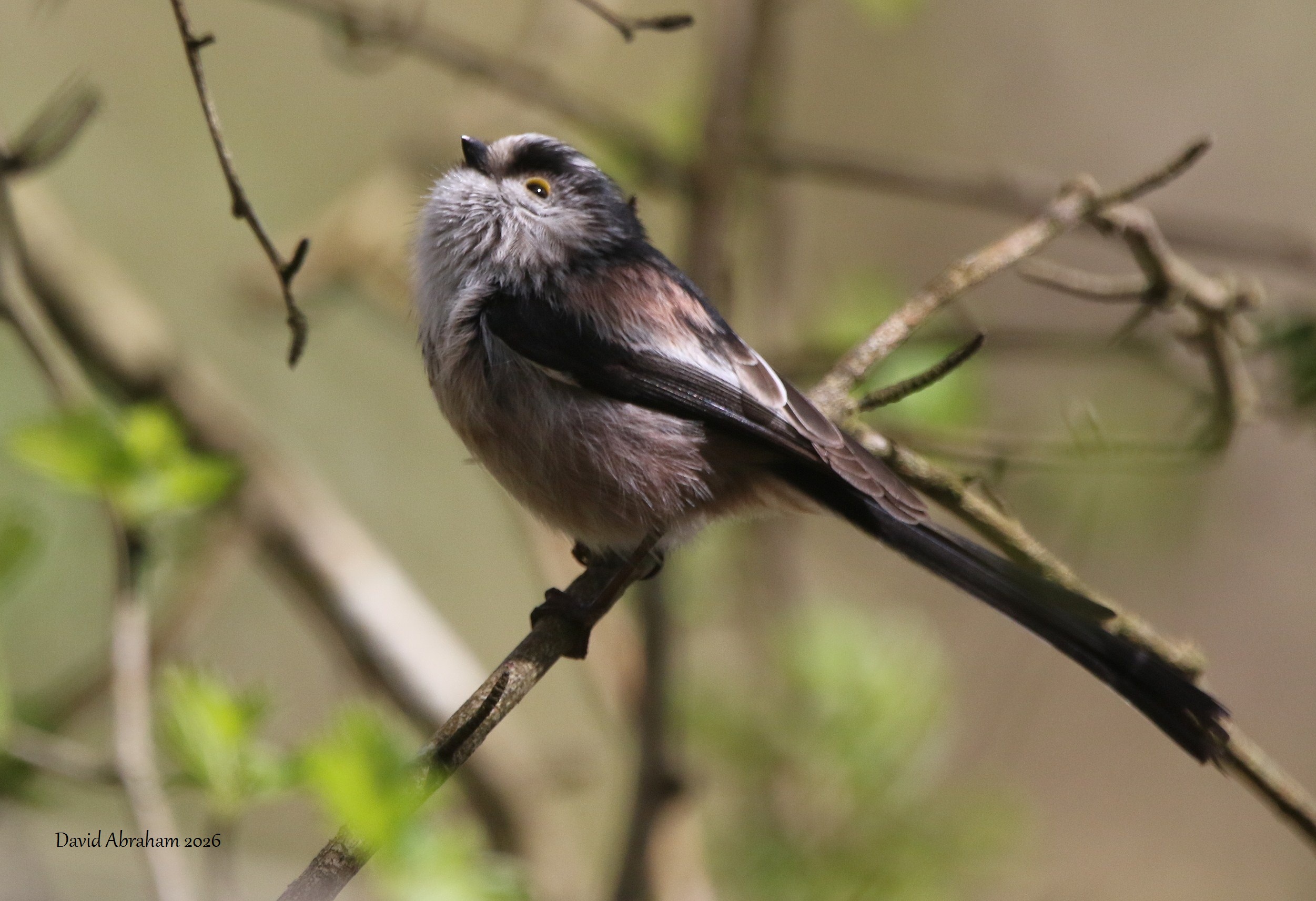 Long-tailed Tit 