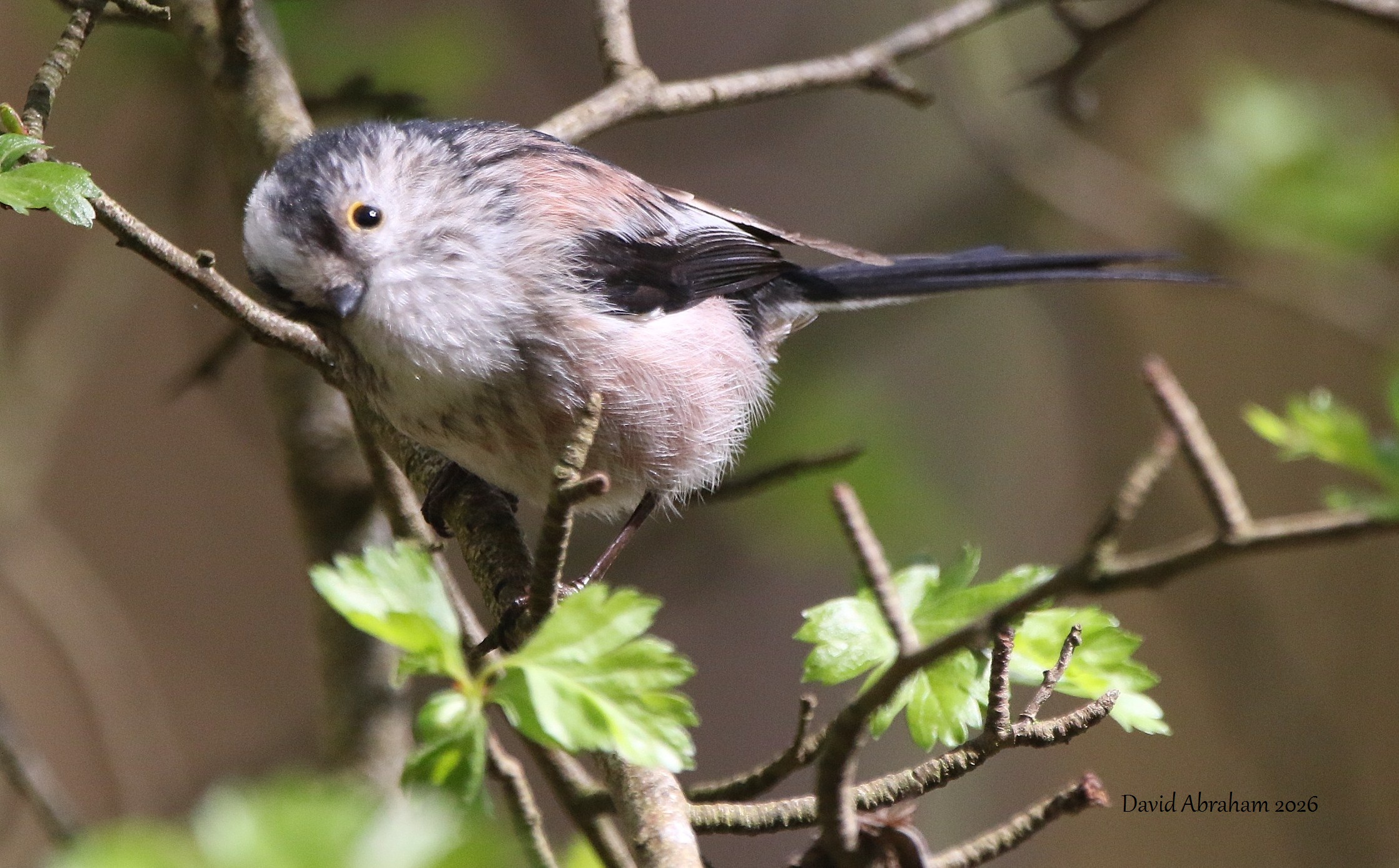 Long-tailed Tit 
