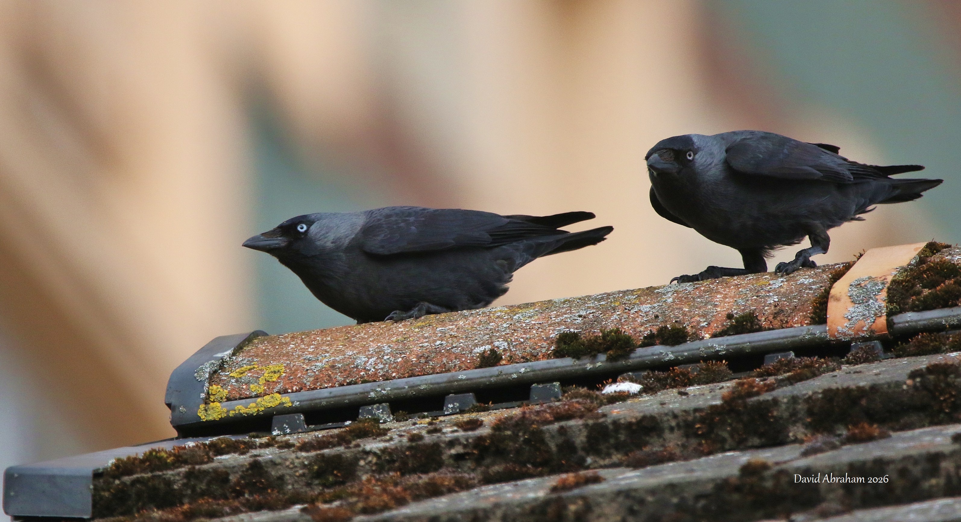 Jackdaw 