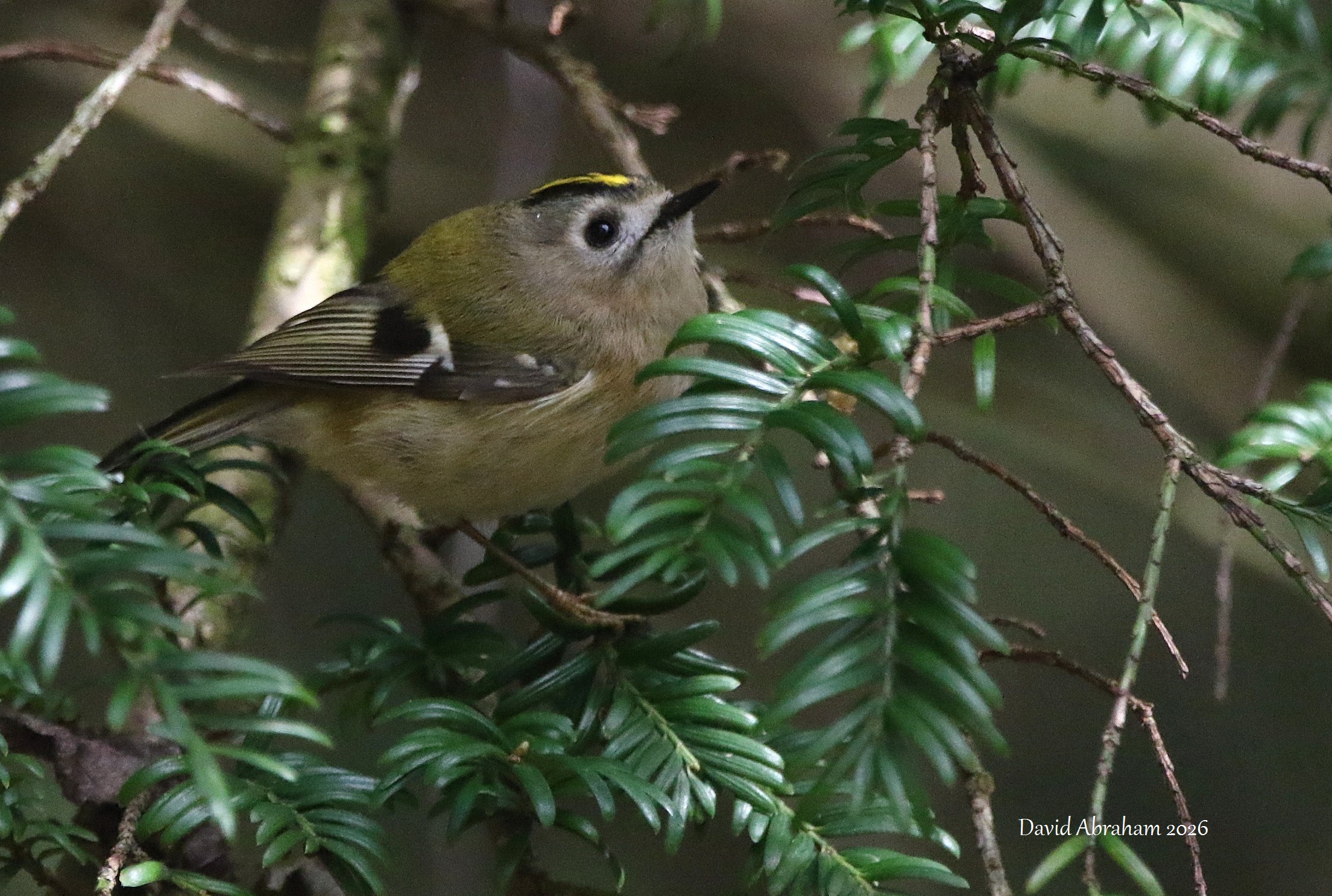Goldcrest 