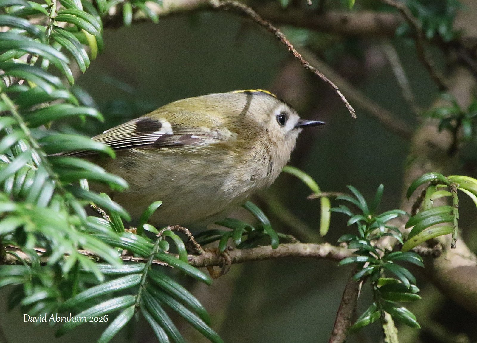 Goldcrest 