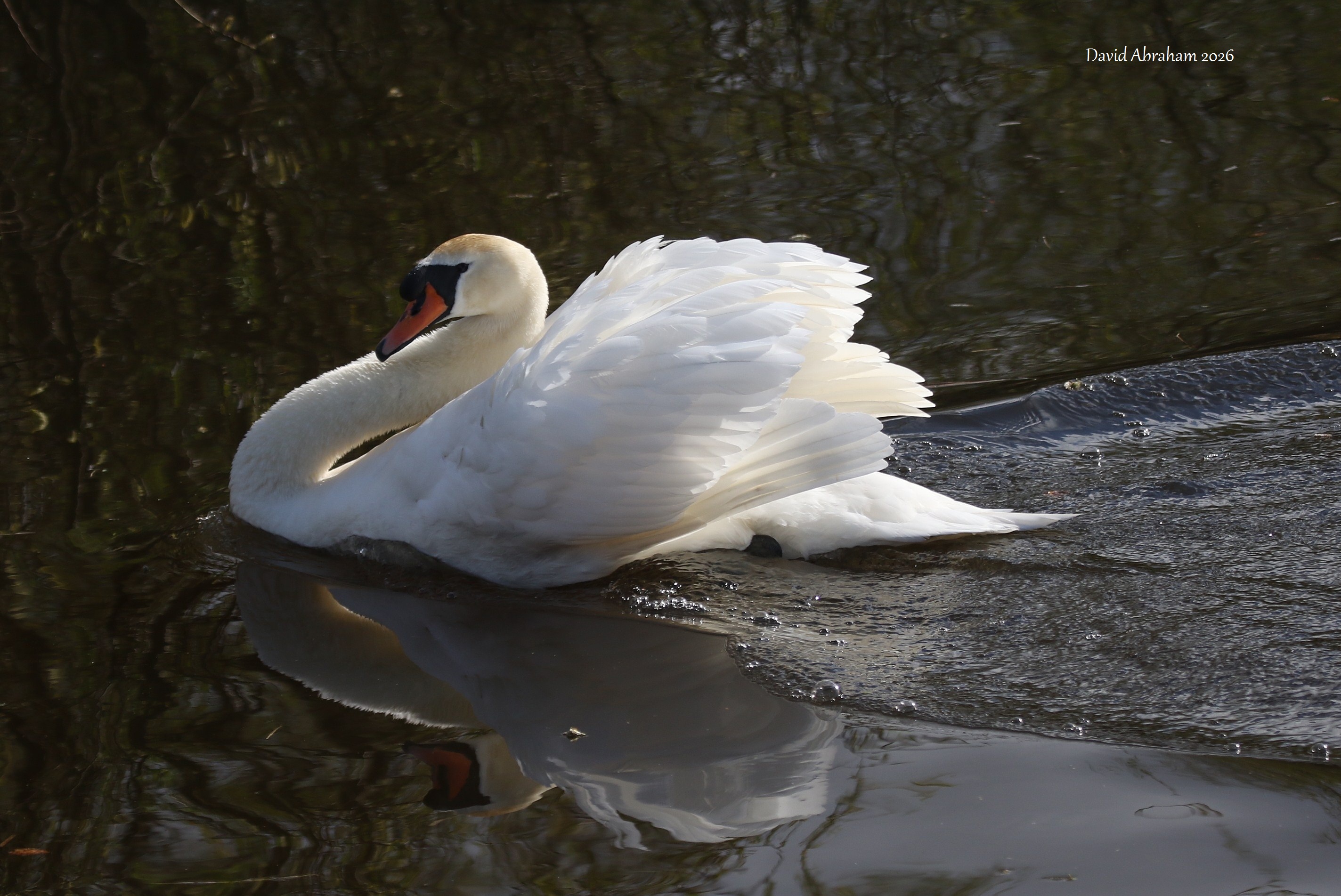 Mute Swan