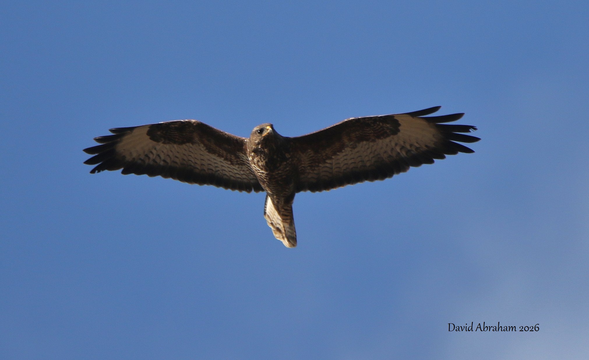  Common Buzzard 
