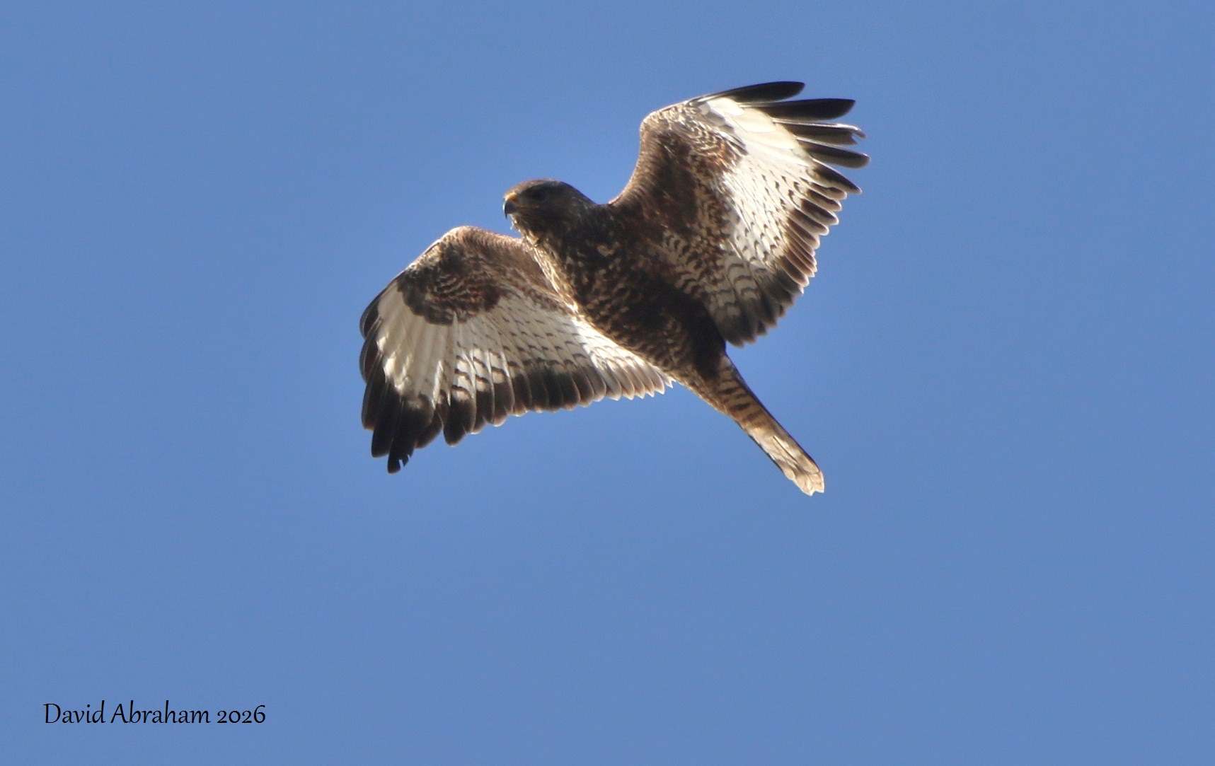 Common Buzzard 