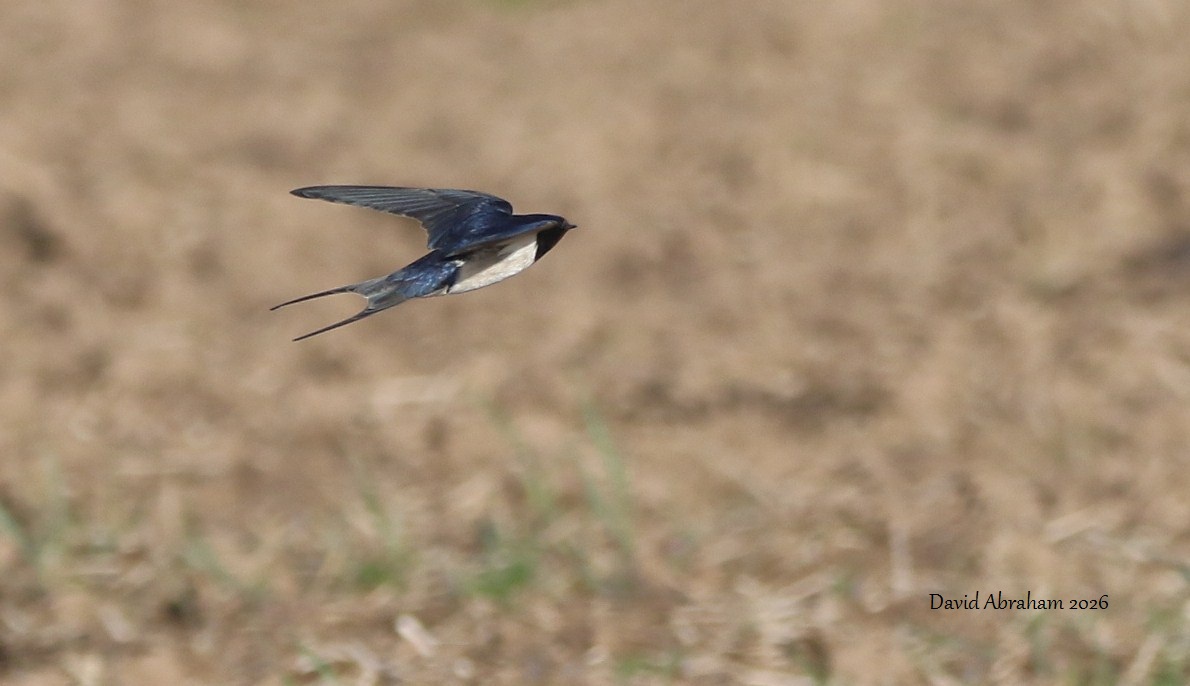 Swallow 