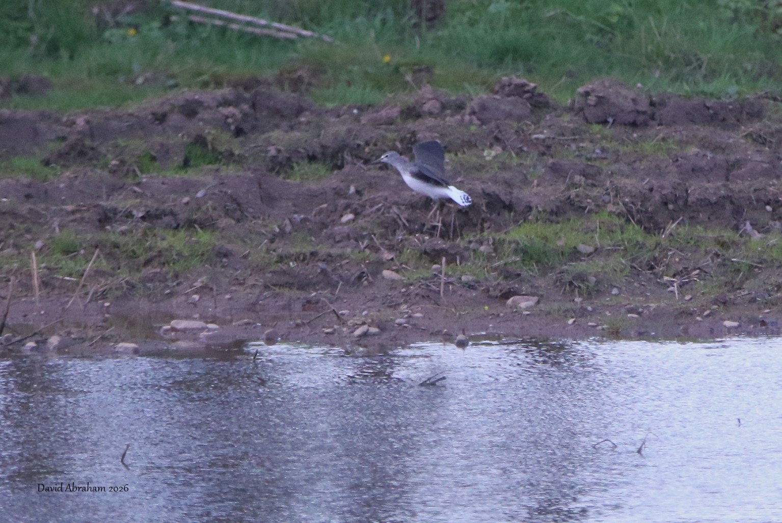 Green Sandpiper 