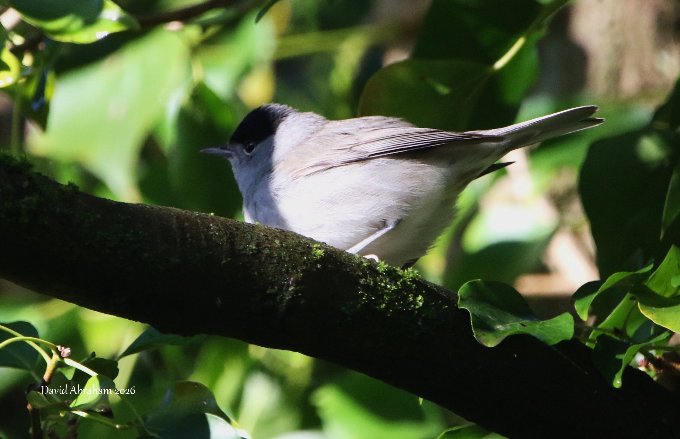 Blackcap 