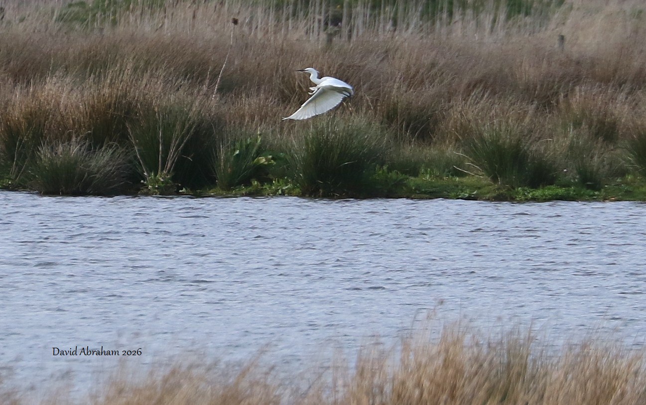Litte Egret 